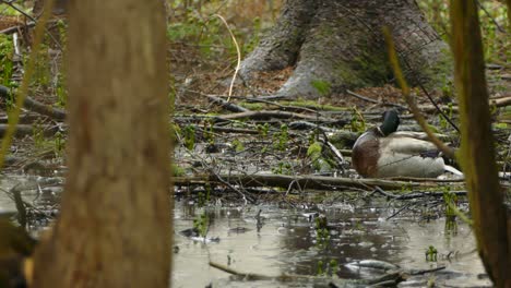 Mallard-duck-in-the-rainy-woods-of-Ontario,-Canada,-static-medium-shot