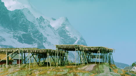 ZOOM-IN-to-the-wooden-racks-with-cod-stockfish-drying-on-them,-Lofoten,-Norway