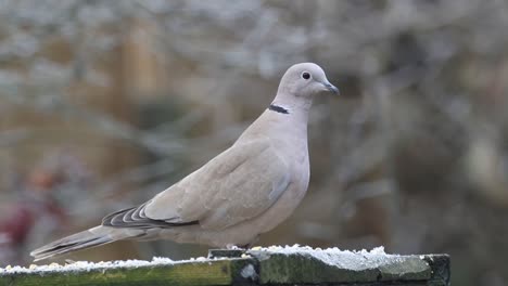 A-single-Collared-Dove,-Streptopelia-decaocto-on-garden-bird-table