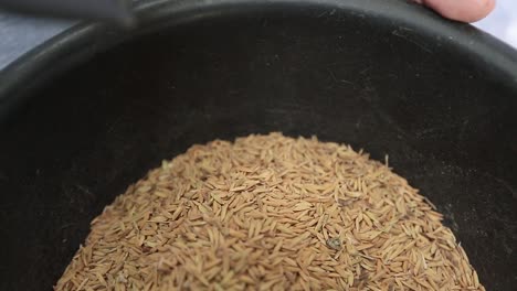 Close-Up-Footage-of-Rice-Paddy-Crops-Ready-For-Milling-Process