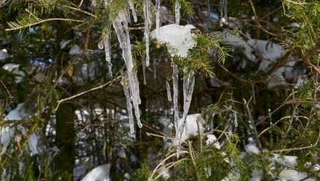 Mystic-Icicles-On-Branches-Of-Fir-Tree-On-A-Sunny-Day