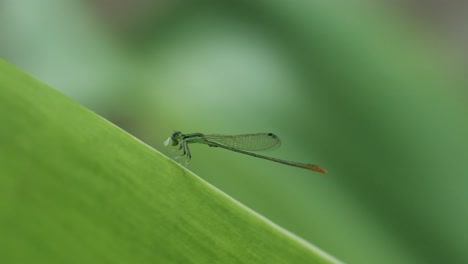 Green-Damselfly-feeding-on-a-leaf-then-taking-off-slow-motion-Eastern-forktail-India
