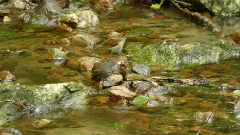 A-bird-in-a-small-creek,-Outaouais,-Quebec,-Canada,-static-medium-shot