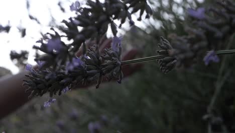 Hände-Berühren-Lavendelblüten-Vor-Sonnigem-Hintergrund,-Nahaufnahme
