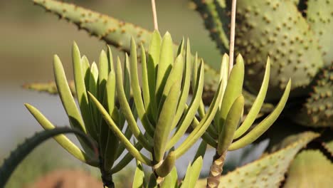 Tilt-up-healthy-green-Fan-Aloe-with-spiky-Mountain-Aloe-in-background