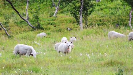 Sheep-family-eating-grass-of-pasture-in-Norway-during-sunlight