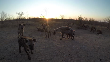Hyänen-Und-Jungtiere-Auf-Dem-Staubigen-Feld-Der-Afrikanischen-Savanne-Bei-Sonnenuntergang-Aus-Nächster-Nähe