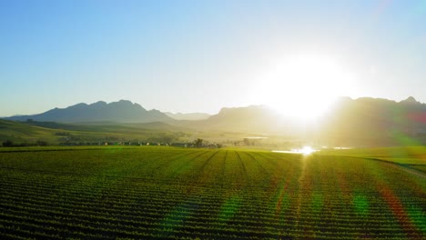 Flying-over-landscape-of-green-vineyards-on-farm-with-mountains-in-background,-sunrise-early-morning,-Stellenbosch,-Cape-Town