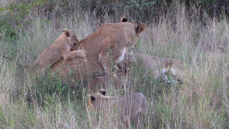 Lion-cubs-greet-lioness-that-lies-down-in-tall-grass,-slow-zoom-in