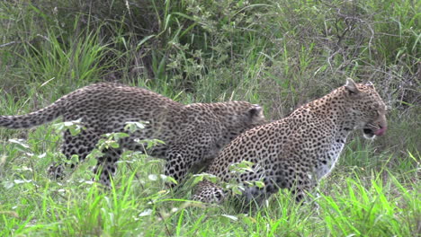 Eine-Interaktion-Zwischen-Leopard-Und-Jungem-Mit-Allo-Fellpflege-Und-Zischen