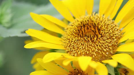 Sunflower-sways-in-wind