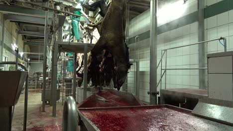 Meat-industry-process-of-cutting-horses-in-long-row-slaughterhouse