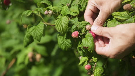 Person-collecting-raspberries-by-hand-from-wild-bush,-closeup-slow-motion