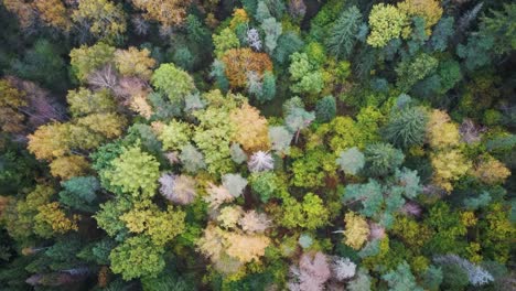 Aerial-View-of-Green-Pine-and-Spruce-Conifer-Treetops-Forest-and-Kalnmuiza-lake-in-Latvia