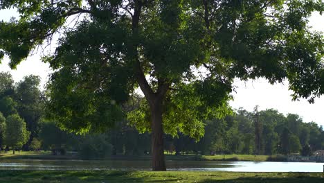 Blick-Auf-Einen-Einzelnen-Baum-In-Einem-Stadtpark