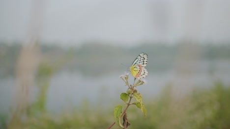 Wunderschöner-Jezebel-Schmetterling,-Der-Sich-In-Zeitlupe-Von-Einer-Milchkrautblume-Abhebt