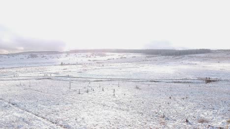 Snow-covered-marshland-with-a-pine-forest-in-the-distance-as-the-drone-lowers-to-the-ground