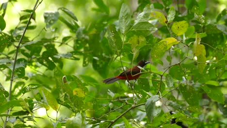 Exotic-birds,-moving-from-tree-branches,-in-a-Panama-tropical-forest