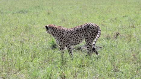 Cheetah-female-walking-and-smelling-prey-trail-at-Kenya-Kargi-territory,-Handheld-telephoto-shot