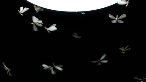Zeitlupe-Von-Insektenschwärmenden-Termiten,-Die-Um-Die-Lichtquelle-Fliegen