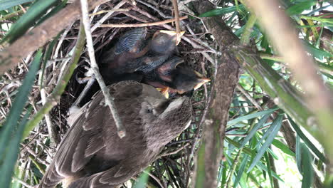 Chalk-browed-Mockingbird-With-Hatchlings-Resting-On-Its-Nest-On-A-Tree