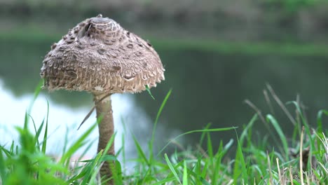 Macrolepiota-procera,-mushroom-on-green-grass-in-autumn,-with-water-in-the-background