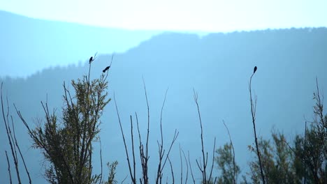 Birds-perching-on-tree-and-taking-off-in-slow-motion
