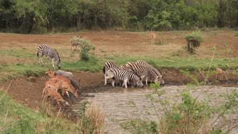 Zebra-and-Nyala-Antelope-come-to-muddy-African-watering-hole-to-drink