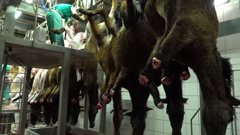 Meat-industry-horse-cutting-chain-with-workers-on-platforms