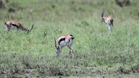 Thomson's-gazelles-grazing-in-open-field-with-high-weeds,-Pan-left-tracking-shot