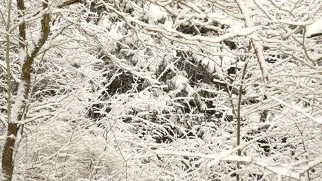 First-snow-of-the-season-covering-trees-and-bushes-in-a-thicket,-making-the-scene-white-and-beautiful
