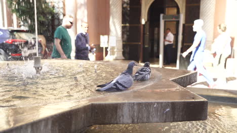 Pair-Of-Dove-Bathing-On-Water-Fountain-With-Tourists-Walking-In-Background-In-Marrakech,-Morocco