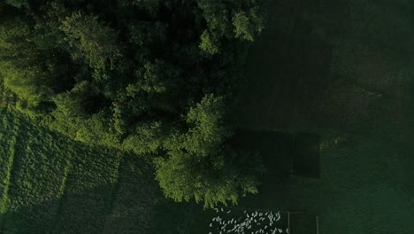 Aerial-View-Of-Herd-Of-Sheep-Grazing-In-Green-Meadow---aerial-descend