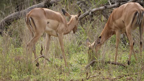 Female-Impala-antelopes-eat-fresh-tall-green-grass-on-African-savanna