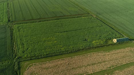 Wind-turbines-in-cultivated-fields.-Aerial-tilt-up-reveal