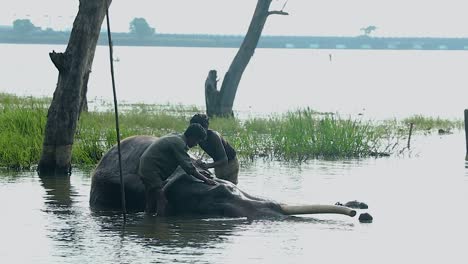 Indischer-Elefant,-Der-Sich-Im-Wasser-Niederlegt,-Mahout