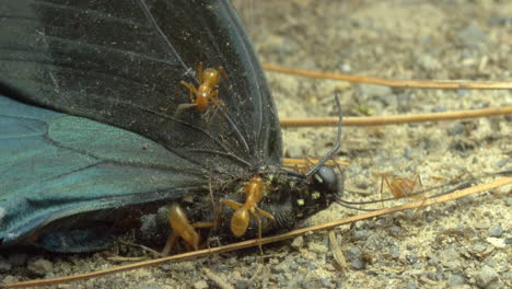 Makroaufnahme-Von-Ameisen,-Die-Zusammenarbeiten,-Während-Sie-Eifrig-Auf-Einem-Toten-Schmetterling-Herumkriechen-Und-Stücke-Entfernen,-Um-Sie-In-Die-Kolonie-Zurückzubringen