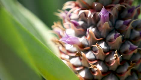 Pineapple-Flower
Shot-On-GH5-with-12-35-f2