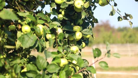Bunch-Of-Fresh-And-Ripe-Green-Apples-On-Tree-With-Green-Leaves