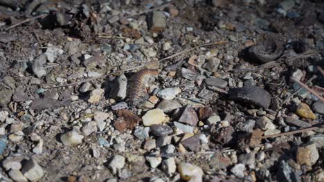 Centipede-Crawling-Among-Gravel-and-Dirt