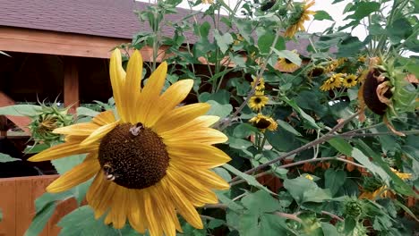 Blooming-sunflower-and-working-bees