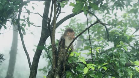 Cute-Monkey-Sitting-On-a-Tree-And-Looking-Around
