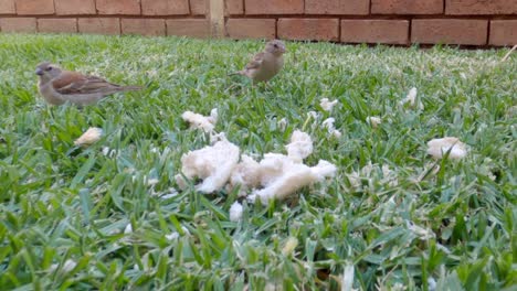 Small-birds-enjoying-some-seed-on-the-grass