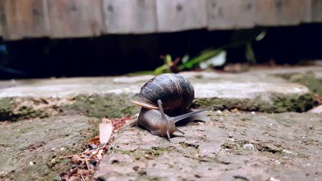 A-garden-snail-is-slowly-moving-around-with-ants-roaming-about