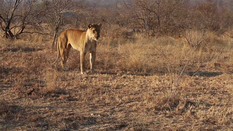 Wide-shot-of-a-lioness-in-the-wild-standing-up-and-walking-away