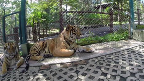 Eine-Nahaufnahme-Von-Zwei-Bengal-Tigern-In-Ihrem-Käfig