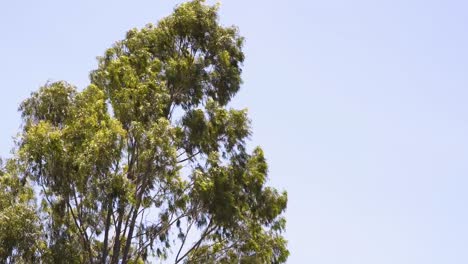 Eucalyptus-swaying-in-the-wind-with-blue-sky-in-the-background