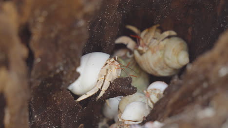 Closeup-of-an-hermit-crab-family-on-the-beach-in-Thailand