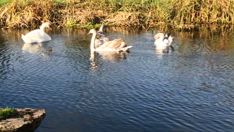 Una-Familia-De-Cisnes-Nada-En-Un-Lago-En-Un-Día-Soleado