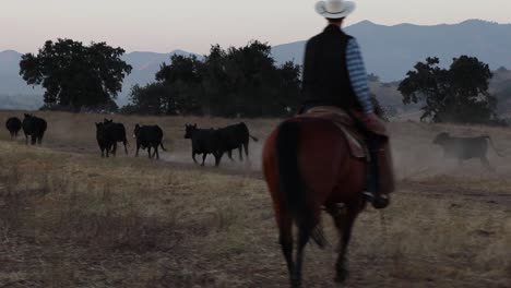 Cowboy-rides-across-the-screen-on-his-horse-as-cattle-rush-in-front-of-him